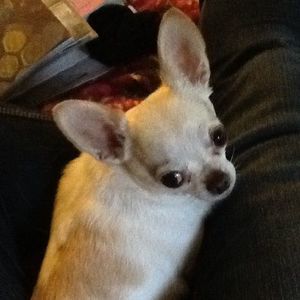 Meet your Posher, Flowerchild